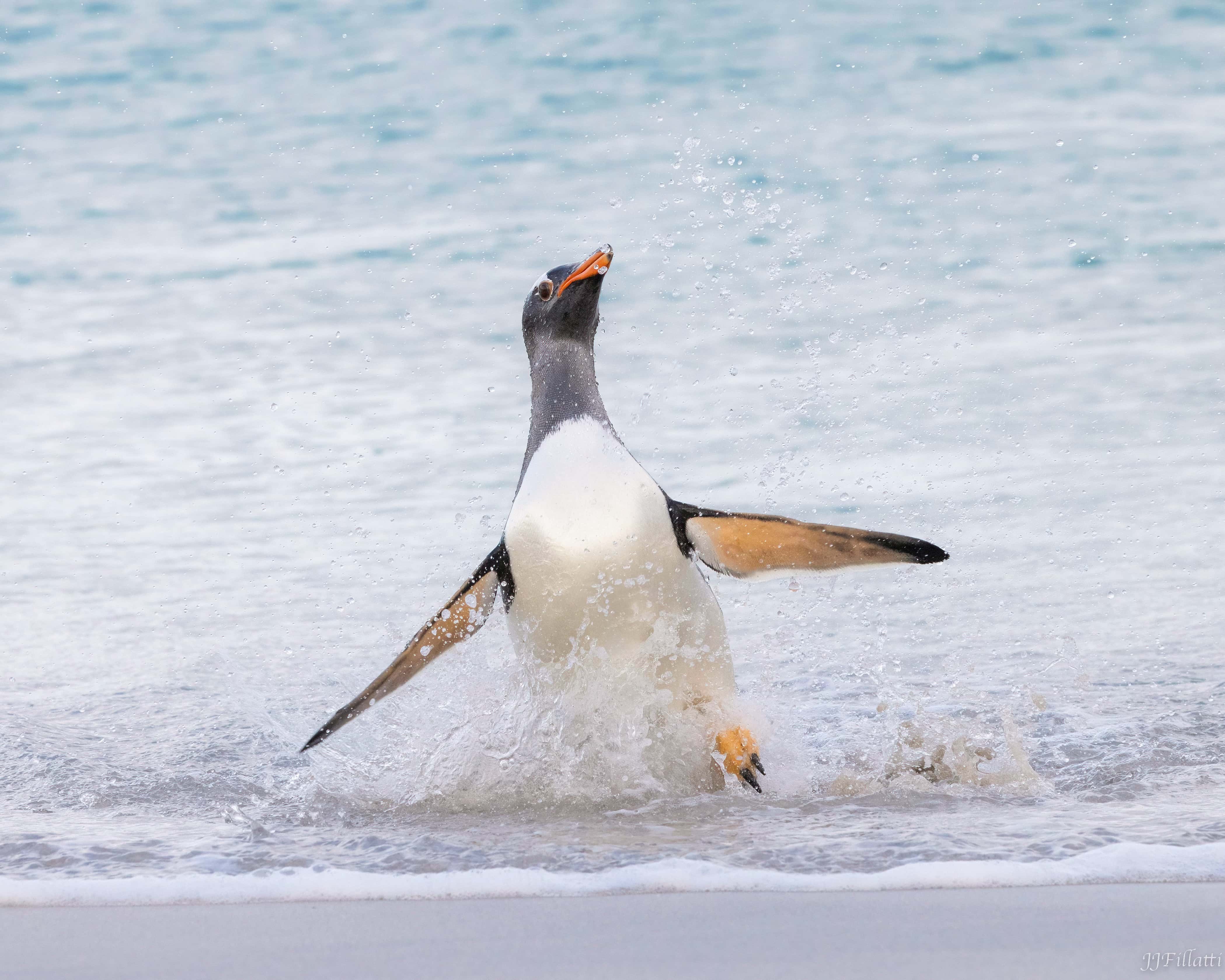 bird of the falklands image 30